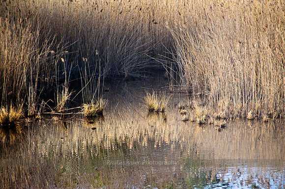 Lake Grass