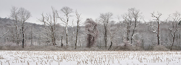22. Barren Trees in The Snow