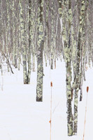 Into The Woods
