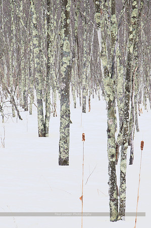 Into The Woods