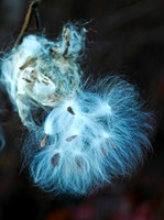 Milkweed