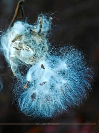 Milkweed