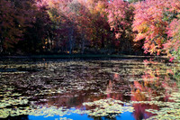 Autumn Lily Pond