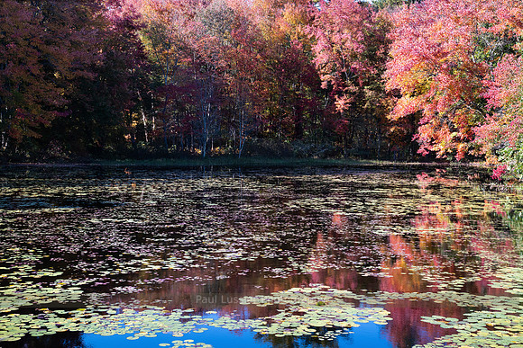 Autumn Lily Pond