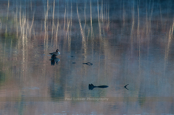 Bolton Pond Reflections
