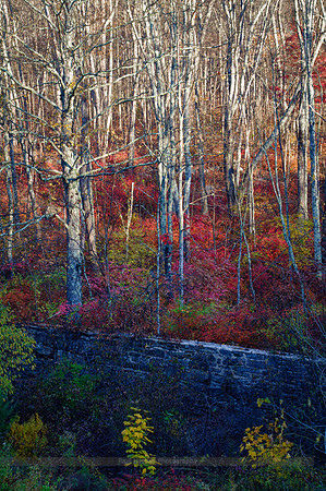 Morning Light - Autumn Red
