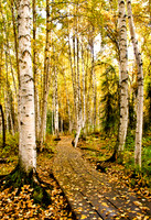 Autumn, Boreal Forest