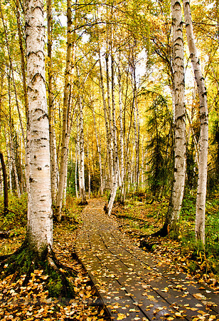 Autumn, Boreal Forest