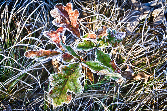 Autumn Frost