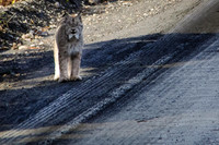 Lynx