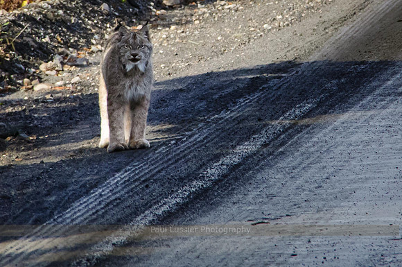 Lynx