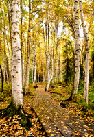 Autumn, Boreal Forest