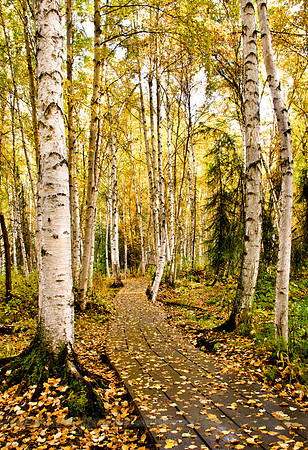 Autumn, Boreal Forest