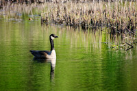 Canada Goose