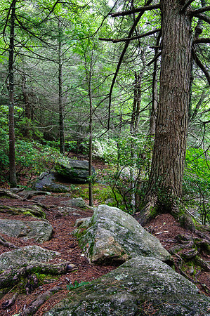 Trail At Diana's Pool