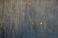 Morning Pair