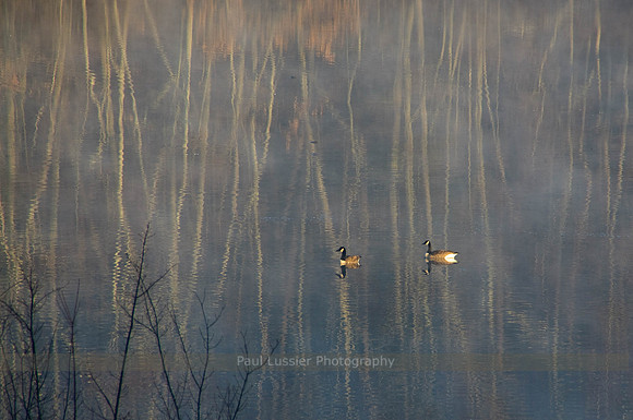 Morning Pair