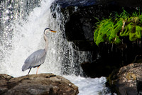 Wildlife & The Animal World