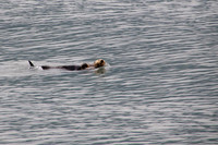 Sea Otter
