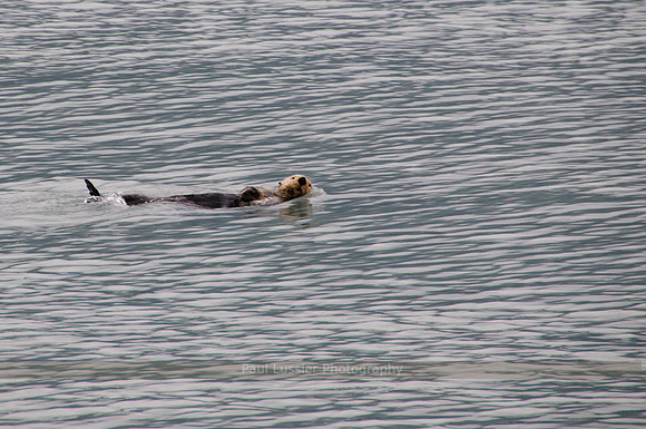 Sea Otter