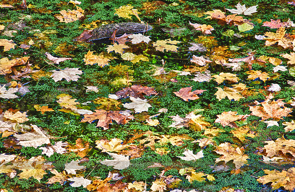 Palette Of Color
