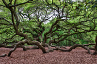 Angel Oak