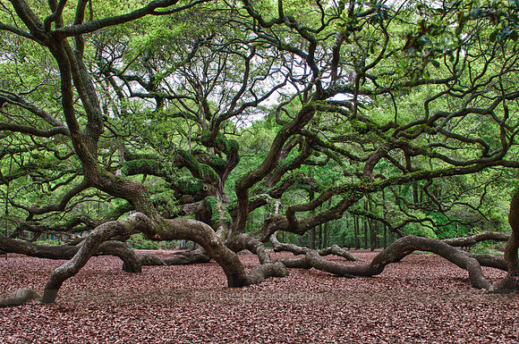 Angel Oak