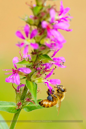 Flower's Visitor