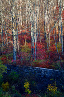 Morning Light - Autumn Red