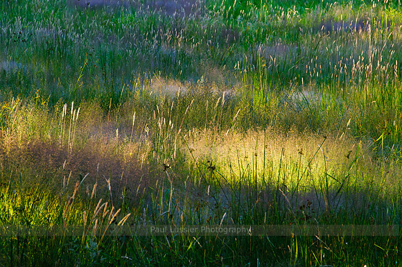 41. Morning Tapestry