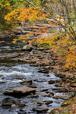 Autumn Flow