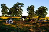 Stearn's Farm, Mansfield