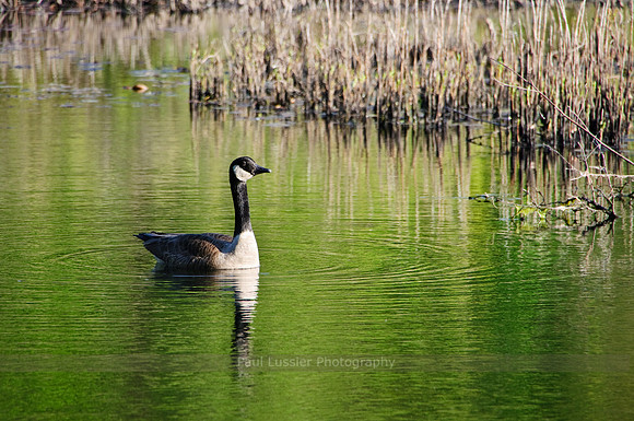 26. Canada Goose
