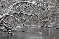 Winter Landscape
