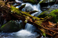 Fallen Timber