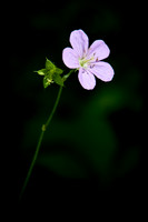 Lone Bloom