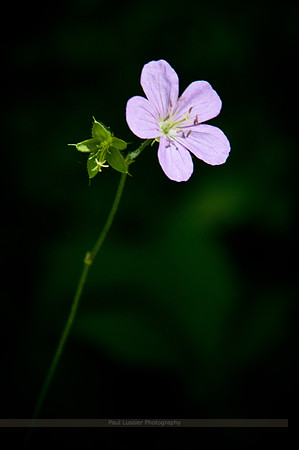 Lone Bloom