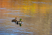Autumn Pair