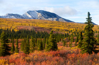 Red & Gold
