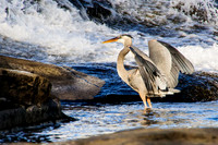 Heron - Mansfield Hollow