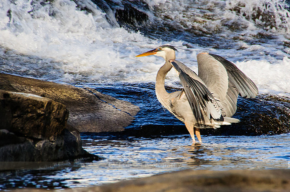 Heron - Mansfield Hollow