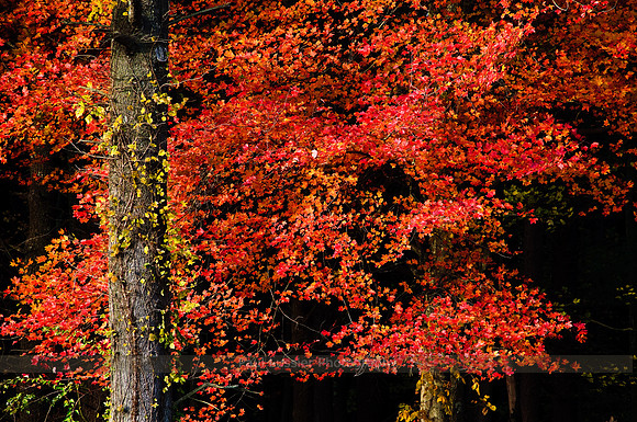 Isolated in Red