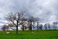 Stormy Pasture