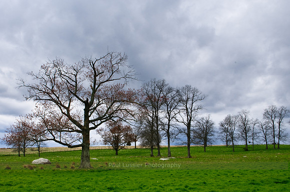 Stormy Pasture