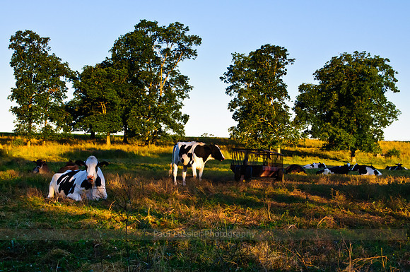 39. Stearn's Farm, Mansfield