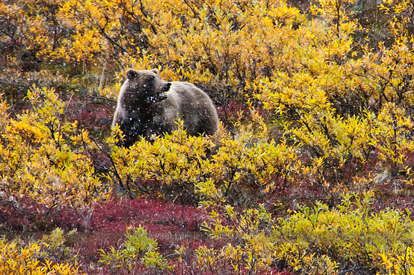Grizzly In Snow Squall