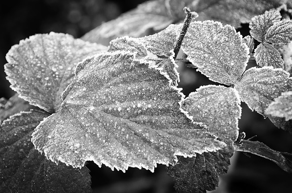 Autumn Frost