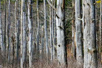 Wetland Trees