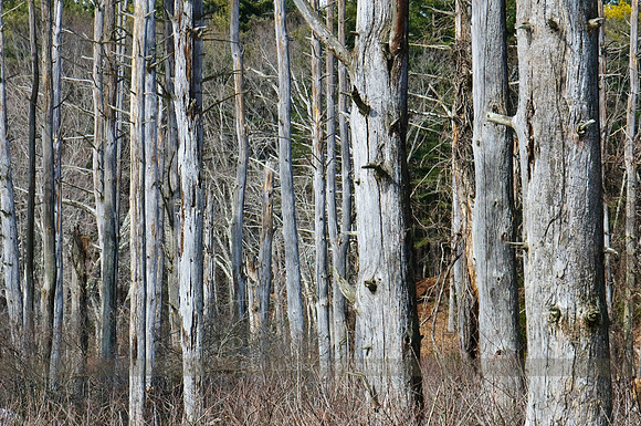 Wetland Trees