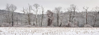 Barren Trees in The Snow